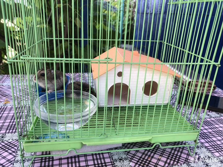 Хомяк с клеткой