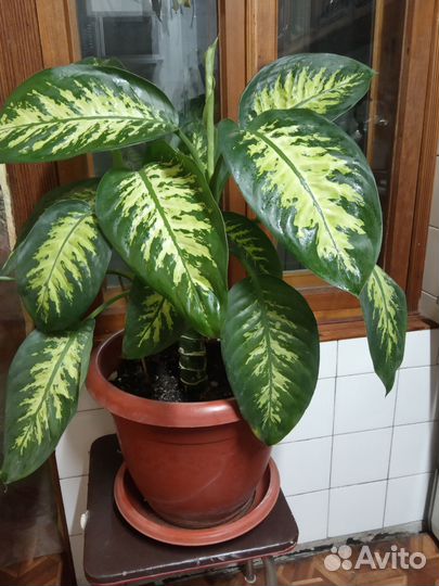 Диффенбахия