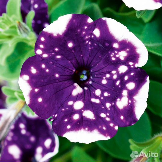 Вегетативная петуния