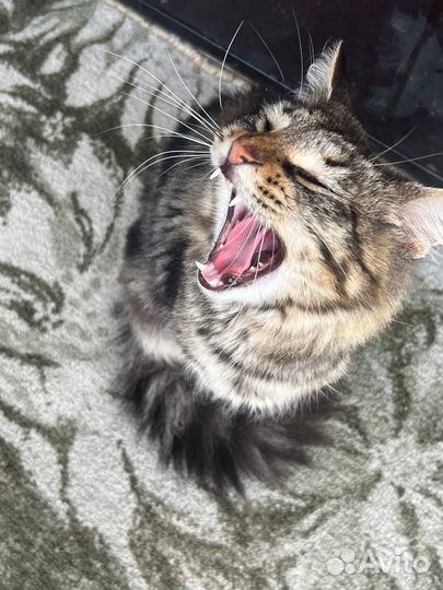 Котик в добрые руки