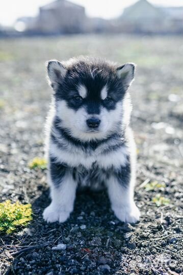 Щенки Аляскинского маламута