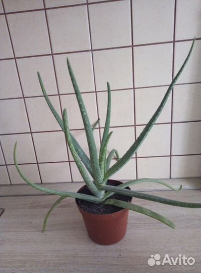 Комнатные цветы разные