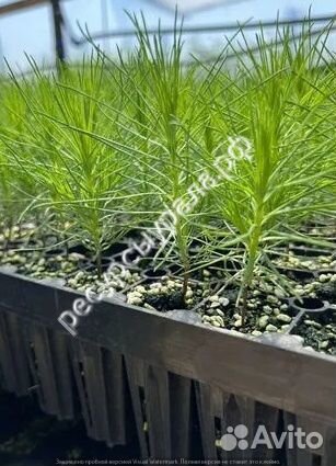 Сеянцы сосны и ели обыкновенной зкс окс хвойные