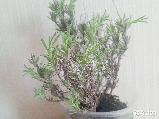 Лаванда в грунте