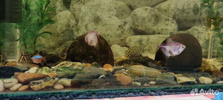 Продам аквариум с рыбками