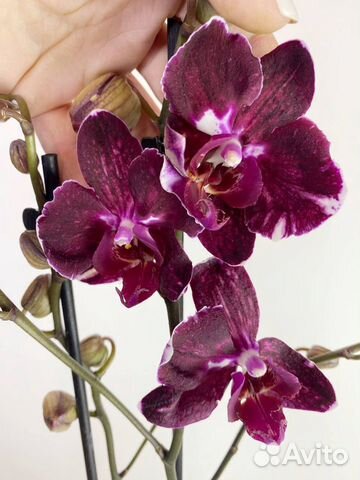 Орхидея фаленопсис вероника мутант