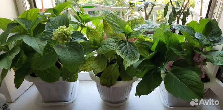 Гортензия крупнолистная в горшке