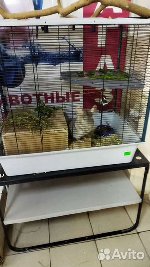Две шиншиллы с клеткой
