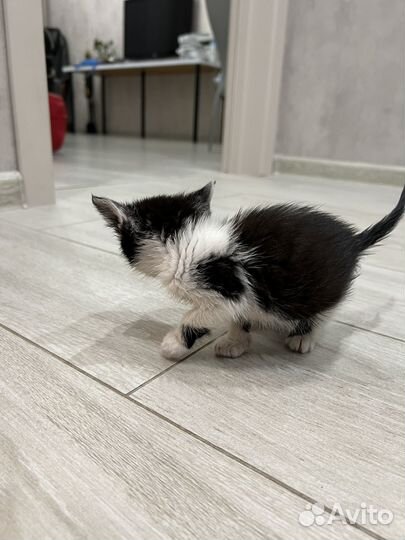 Котёнок. Отдам в добрые руки