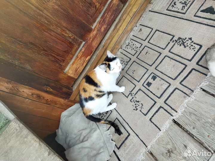 Кошка (подросток) в добрые руки