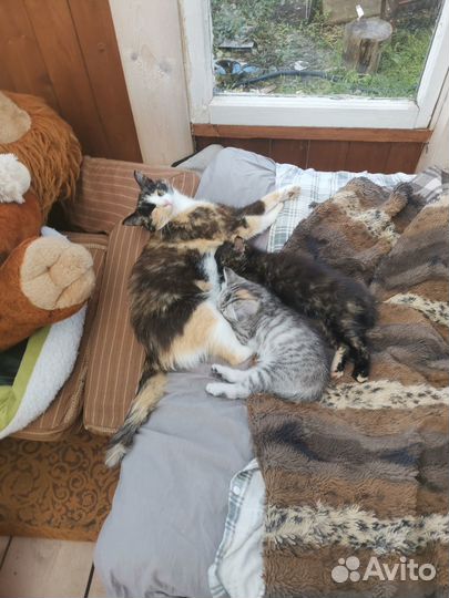 Отдам в хорошие руки котенка