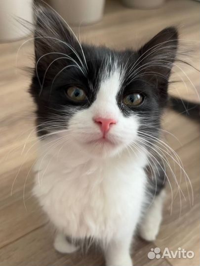 Кошки в добрые руки