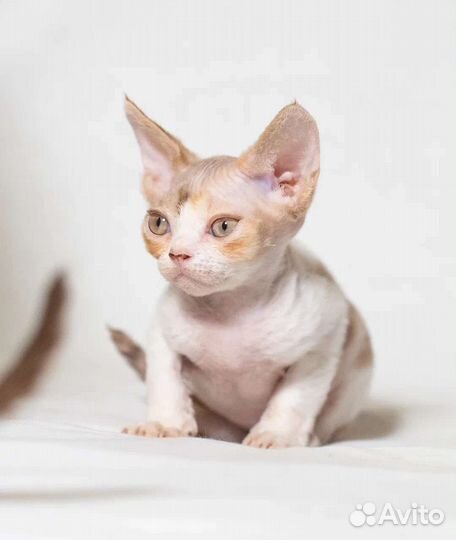 Котёнок Девон рекс