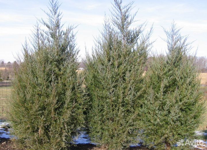 Саженцы Можжевельник Виргинский и др