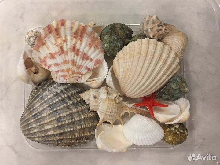 Морские ракушки