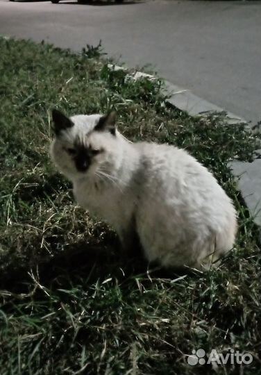 Котик ищет дом