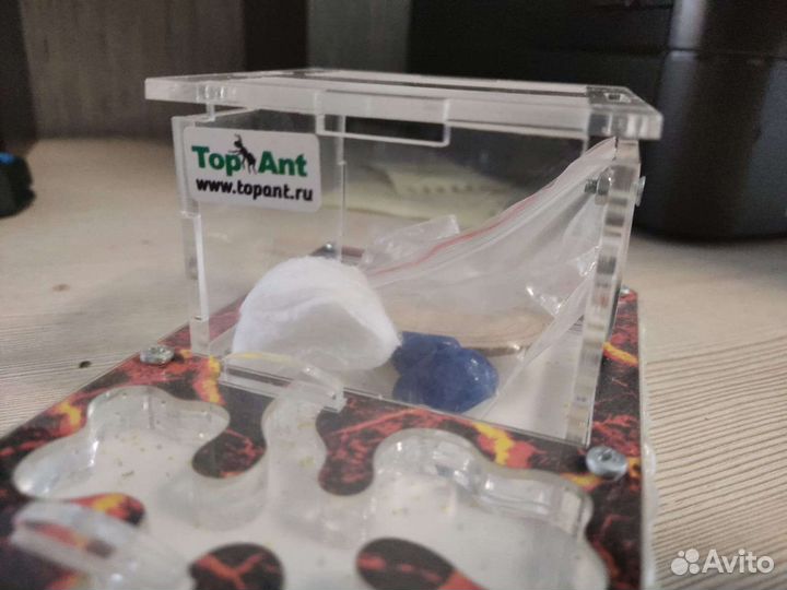 Формикарий муравьиная ферма