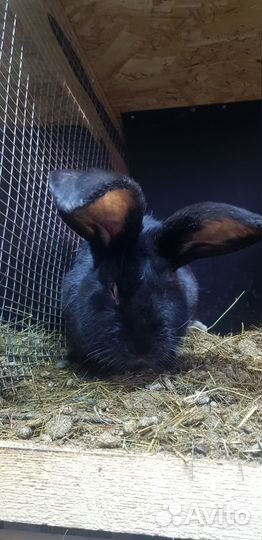 Кролики фландр на племя