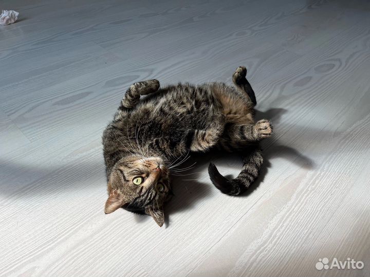 Тигр ласковый и ничей