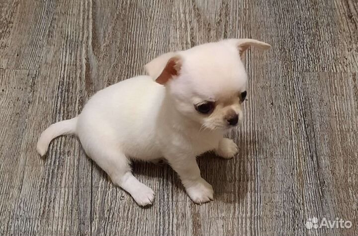 Мальчик мини