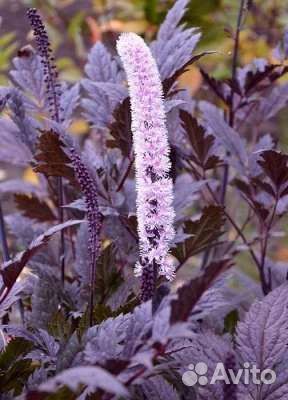 Клопогон, дармера, гортензия, пузыреплодник