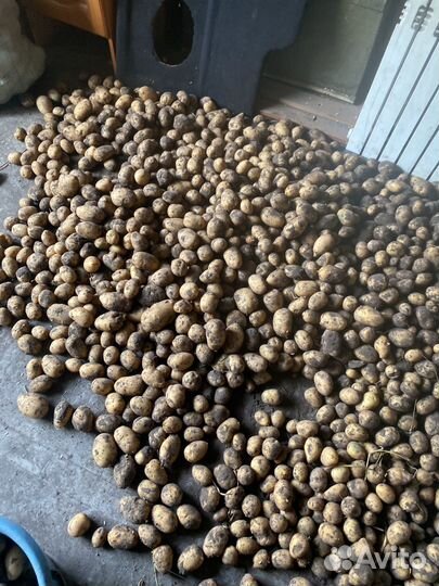 Продам картофель