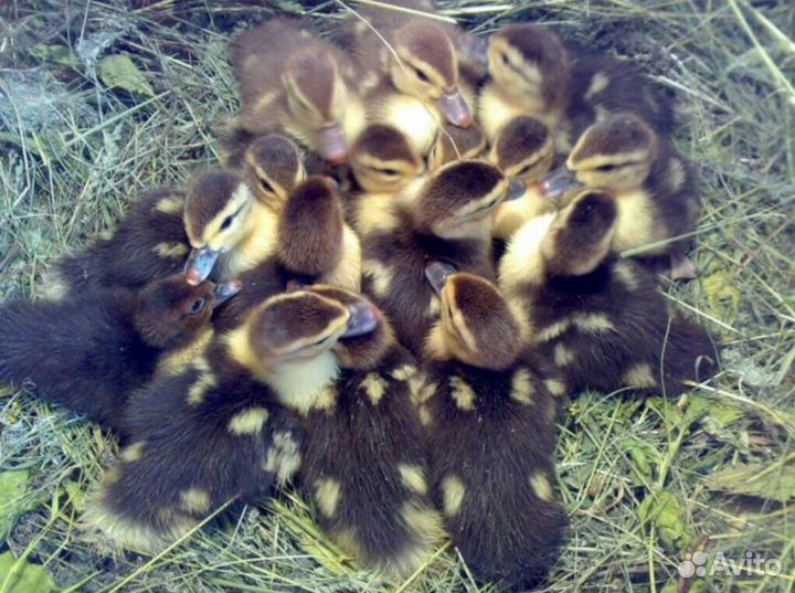 Мускусные утки