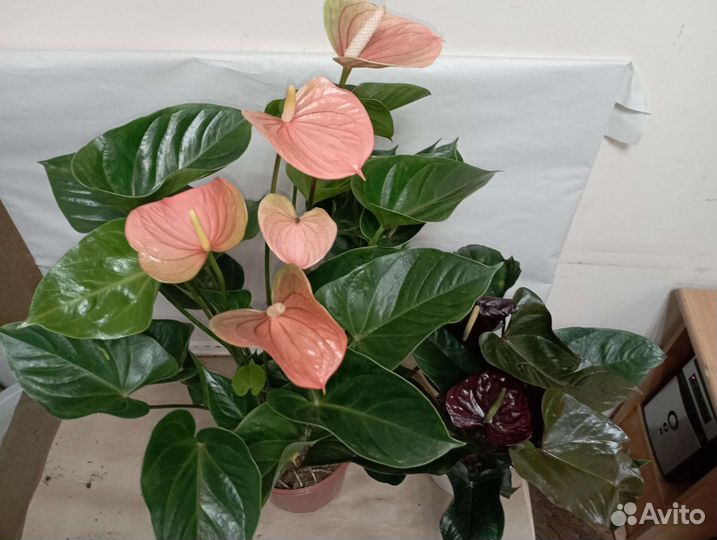 Антуриум Пич Лав