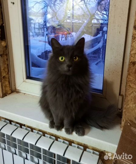 Кошки в добрые руки