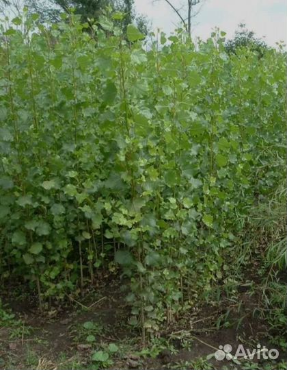 Саженцы тополя