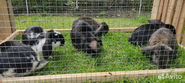 Кролики мясных пород великаны