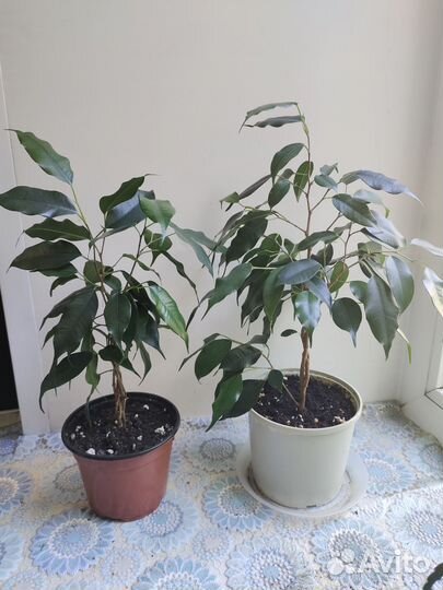 Фикус Бенджамина