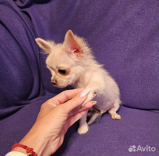 Чихуахуа щенки, мини мальчик 4 мес