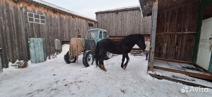 Жеребец тяжеловоз