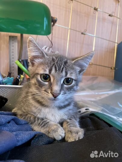 Котенок серый-полосатый в добрые руки
