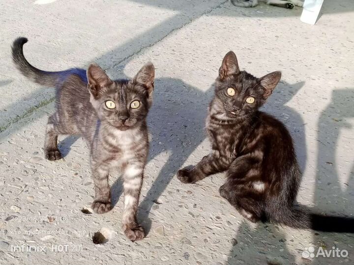 Котята