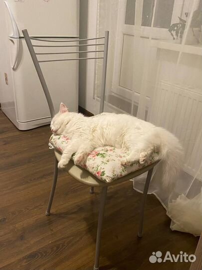 Ласковая кошечка