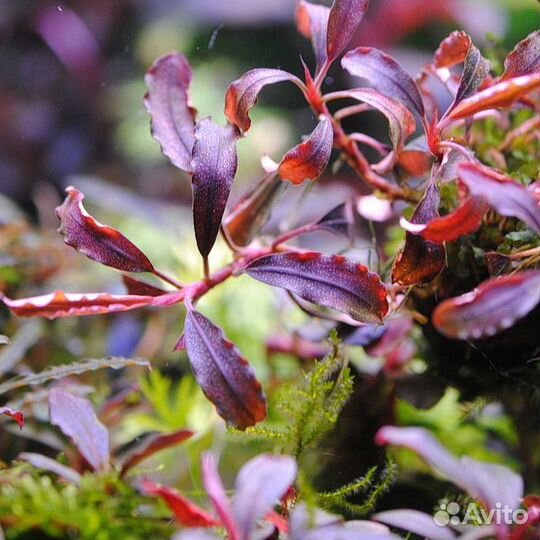 Буцефаландра Призрак Брауни