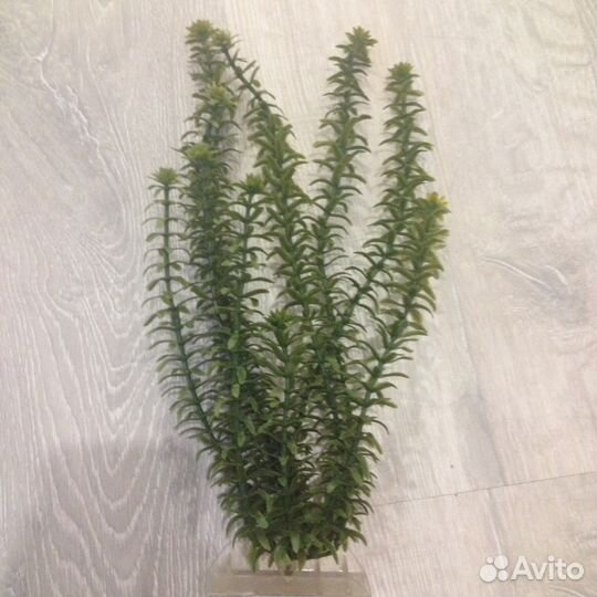 Растение в аквариум