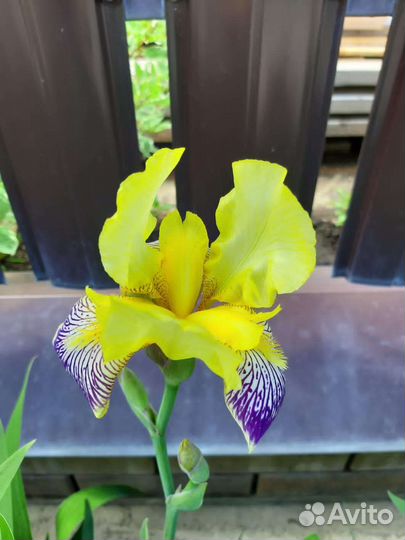 Астильба Катальпа Лилейник Хоста Пион Мята