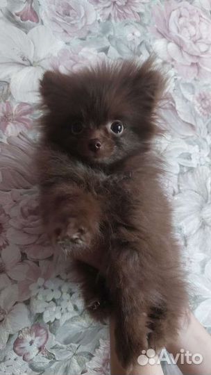 Щенки померанского шпица