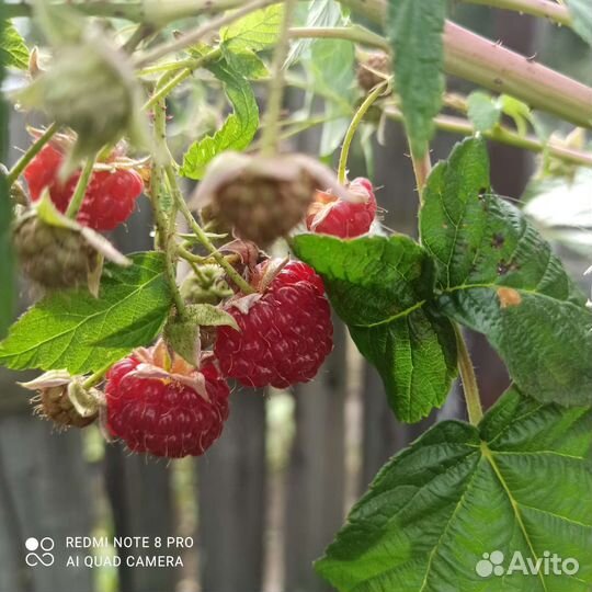 Саженцы. Малина сорт Августовское чудо