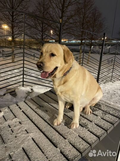 Кобель лабрадора вязка