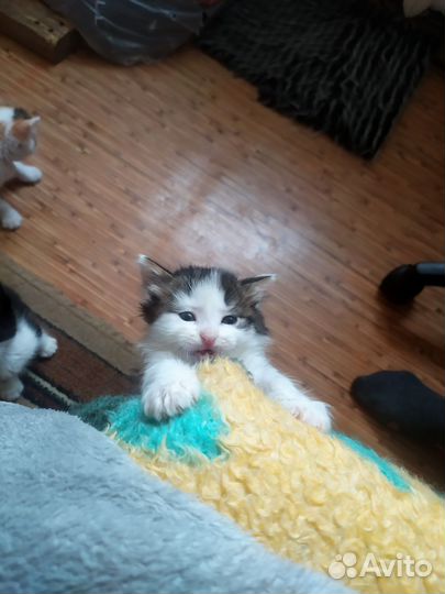 Котенок в дар
