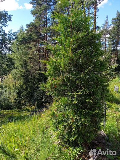 Туя брабант