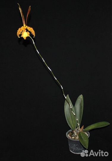 Орхидея. Психопсис.Psychopsis Mariposa