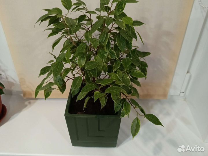 Комнатные цветы