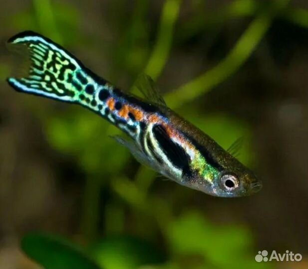 Аквариумные рыбки (гуппи)