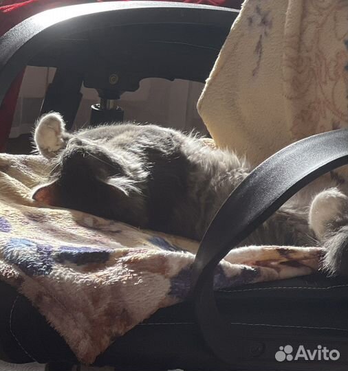 Выгул собак, передержка кошек и птиц