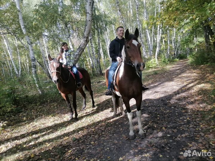 Конные прогулки Саратов